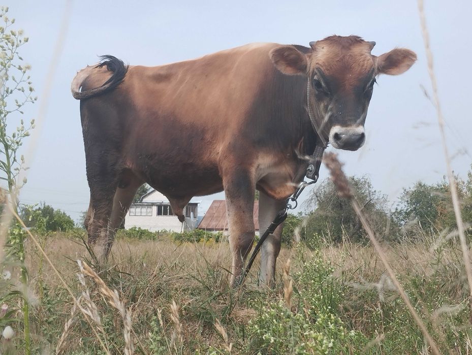 Бичок джерсейської породи