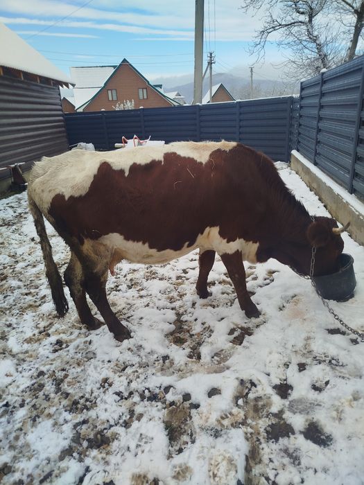 Продам молоду корову красулька