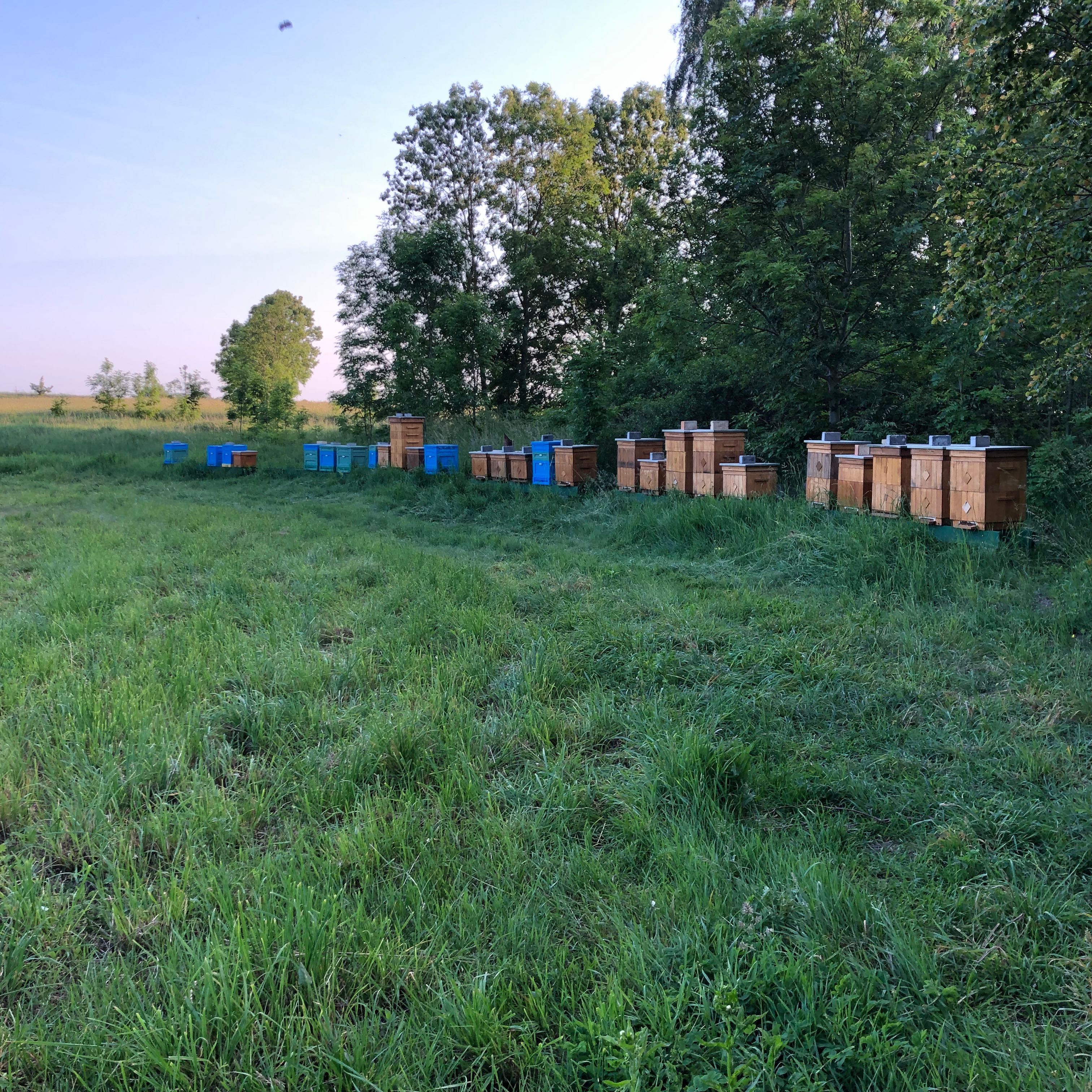 Odkłady pszczele na ramce Wielkopolskiej