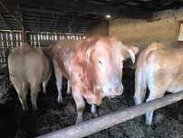2 byki blonde d'aquitaine