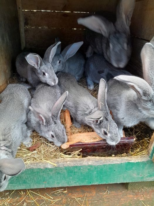 Кролі породи шиншила