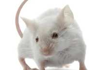 Кормовая взрослая мыша, дорослі миші 20-25 грам