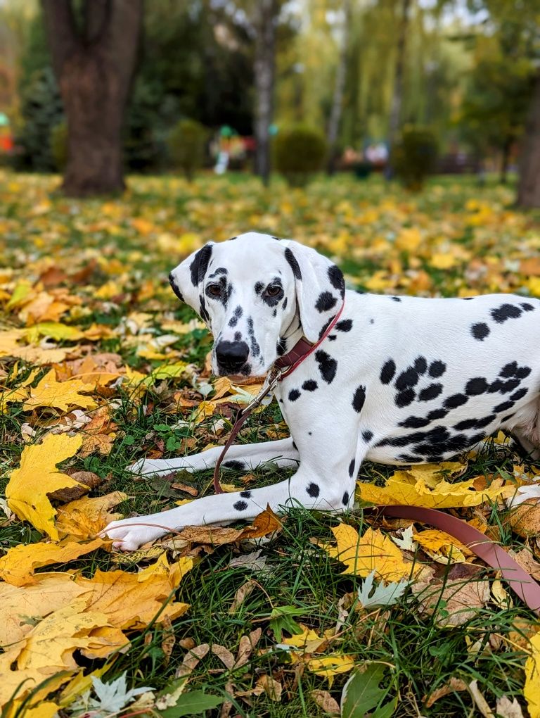 Кінолог, дресирування собак