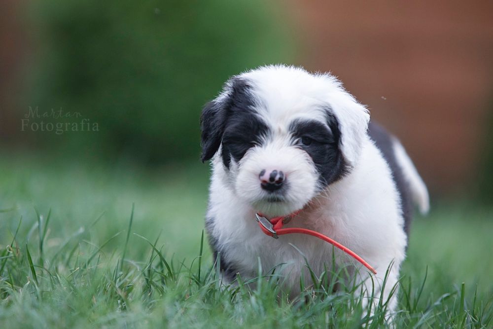 Owczarek Staroangielski Bobtail Piesek 3