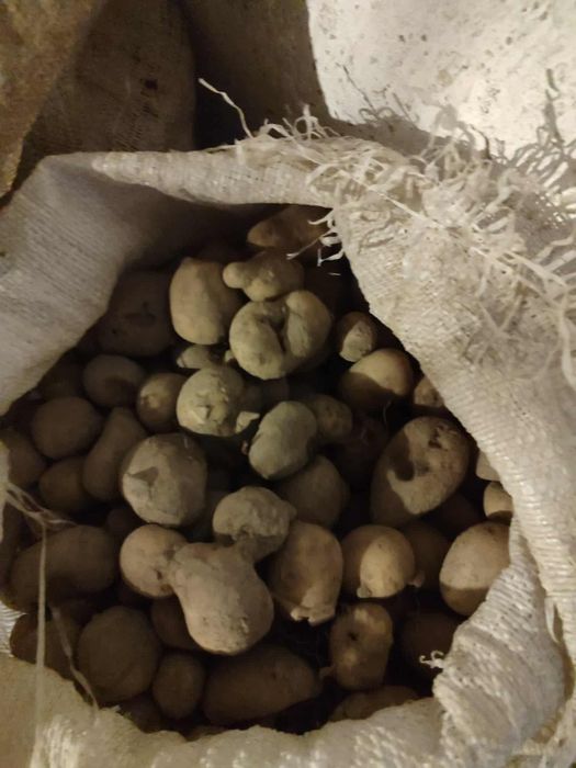 Продам дрібну картоплю