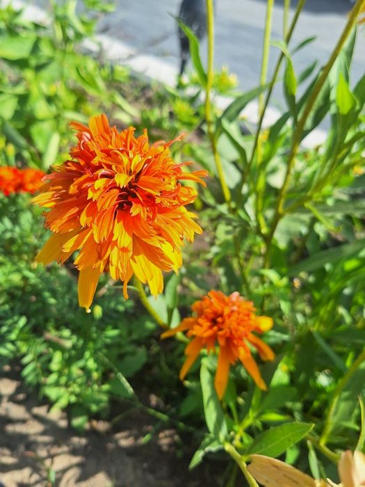 Jeżówka marmolada pomarańczowa, nasiona marmalade. 20 szt. Wieloletnia