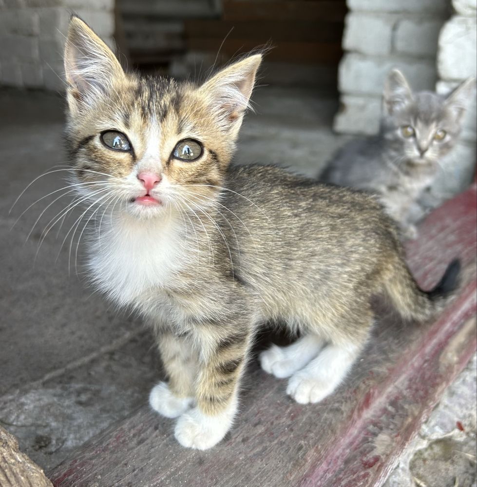 Віддам кошенят, котиків у добрі руки