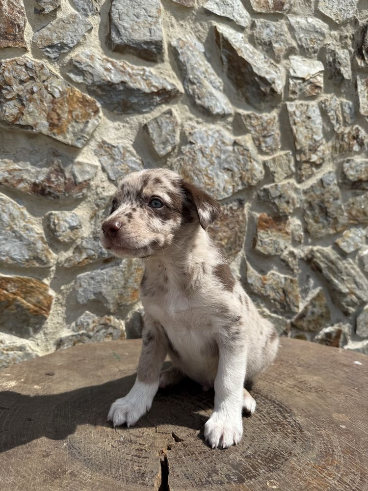 Border collie Merle