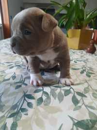 American Bully pocket