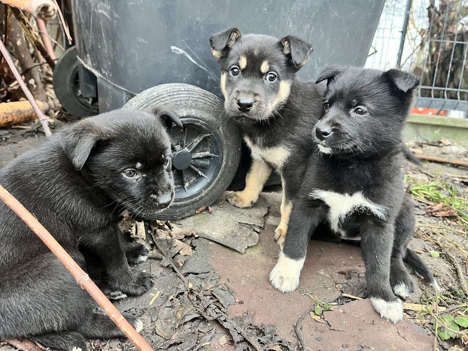 Oddam szczeniaki w dobre rece