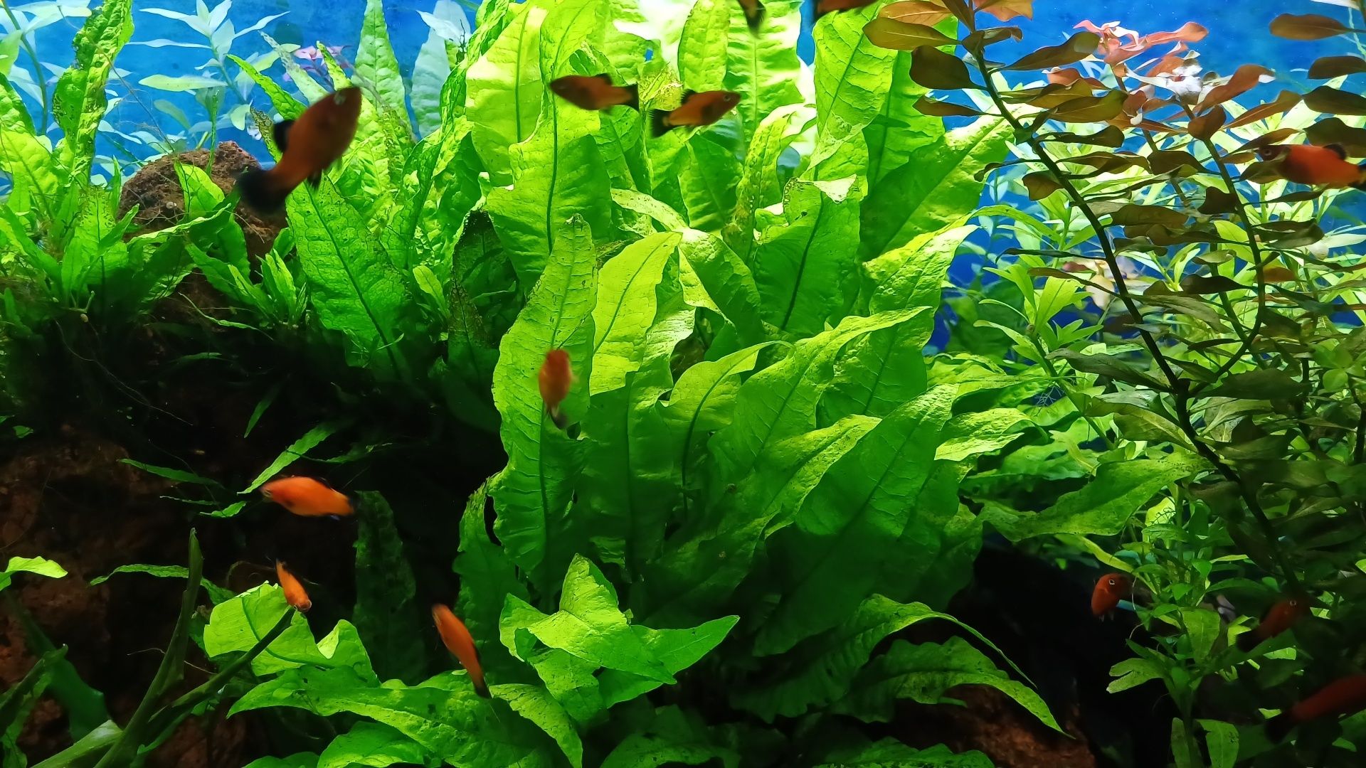 Planta aquário baixa manutenção.