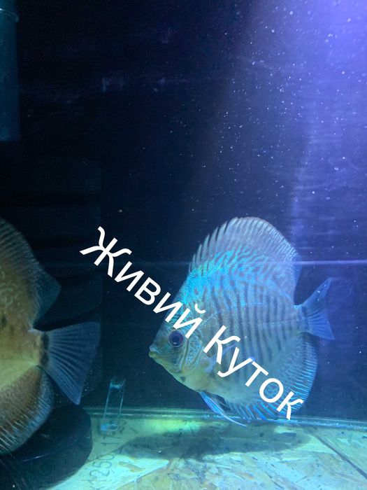 Продаж дискусів власного розведення