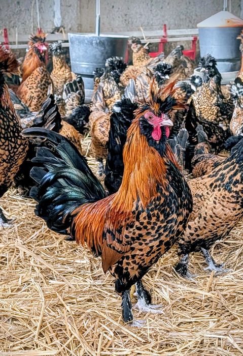 Kury Pawłowskie jaja lęgowe