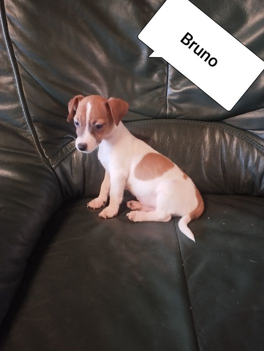 Jack Russell terrier pies Bruno
