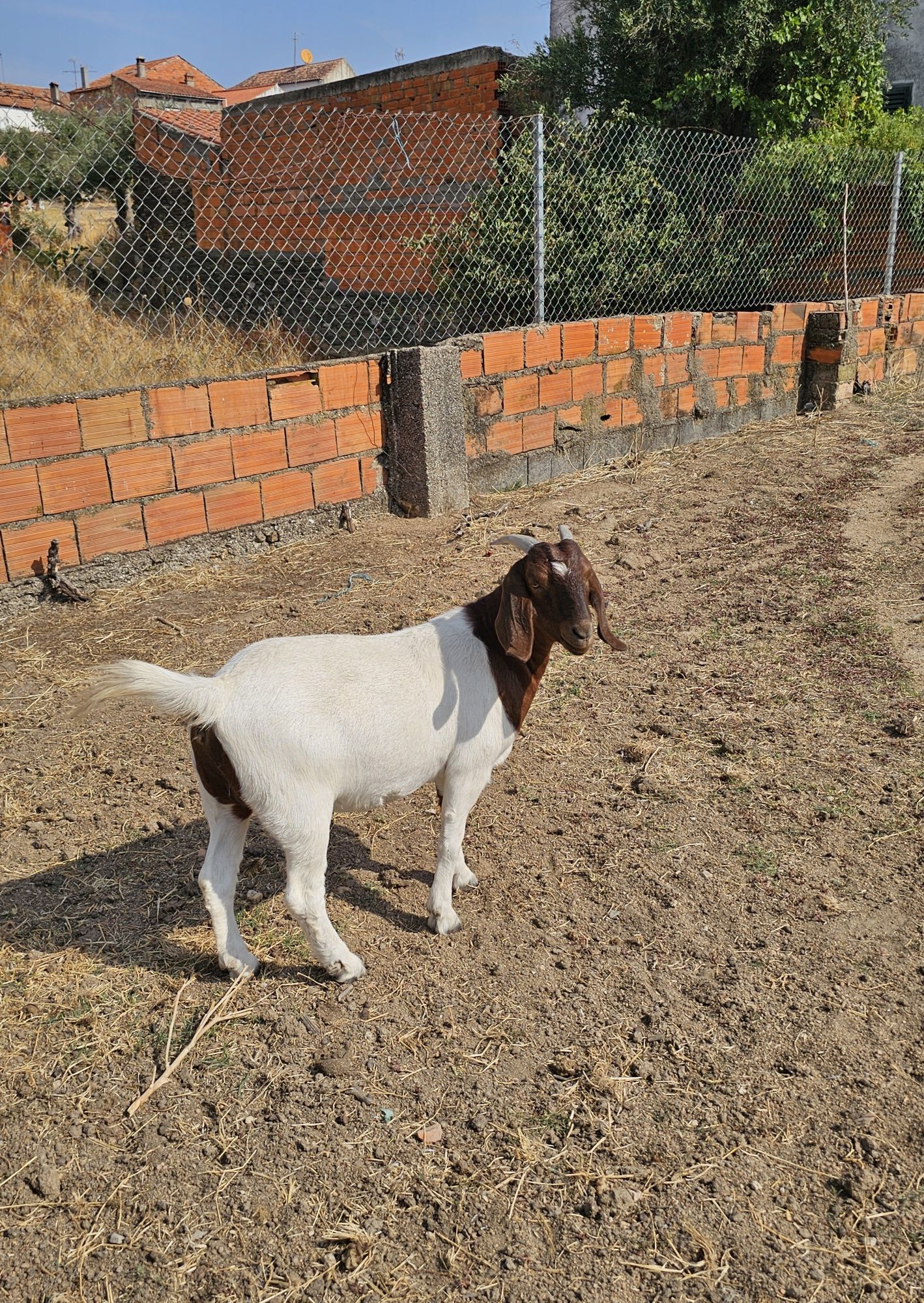 Fêmeas Boer disponíveis