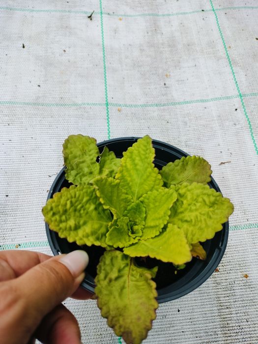 Horminum pirenejskie bylina sadzonka