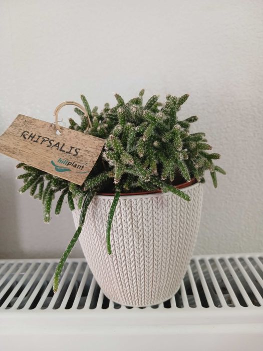 Паперомія .Ріпсаліс Цереускула