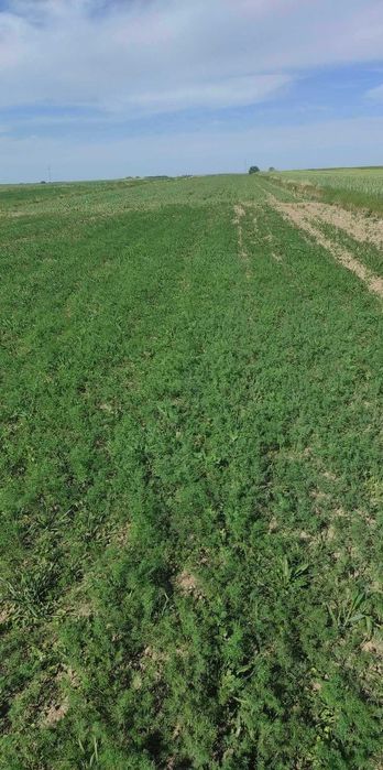 Koper ogrodowy/młody