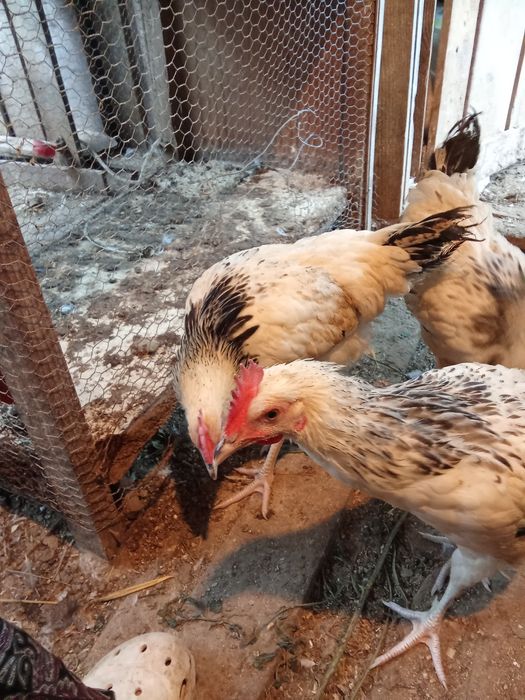 Galo de Sussex light