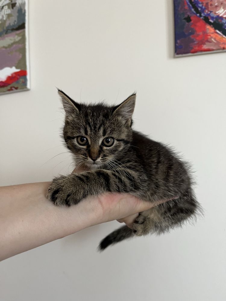 Віддамо котеня в добрі руки