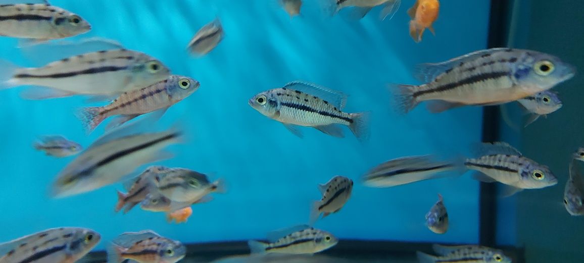 Pyszczaki Protomelas Boadzulu Red Empress Tanganika Malawi