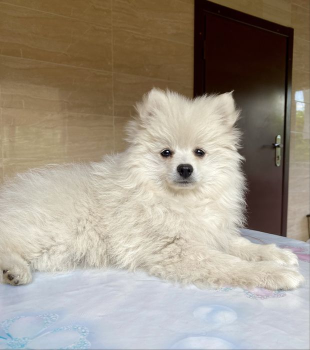 Продаю дівчинку шпіц