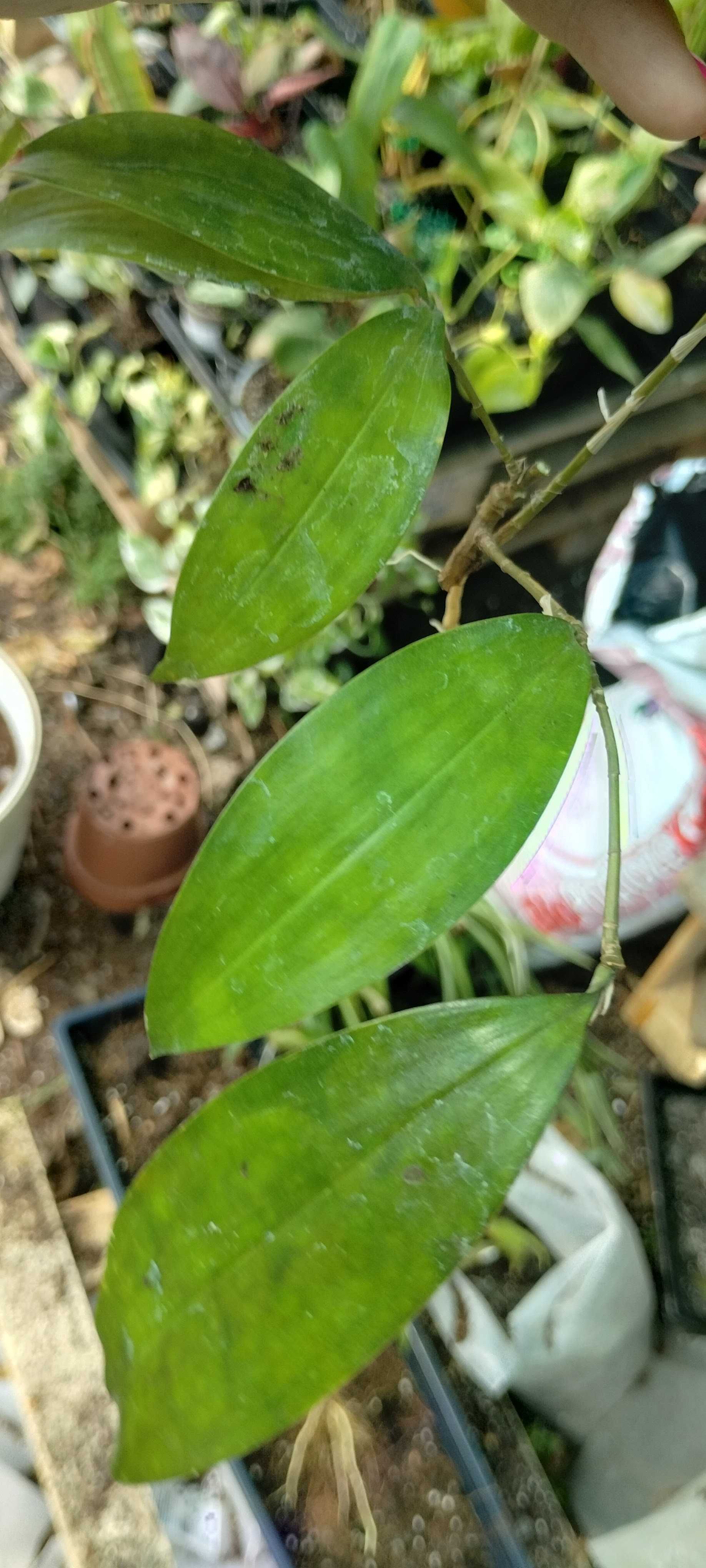dracena surculosa Mike