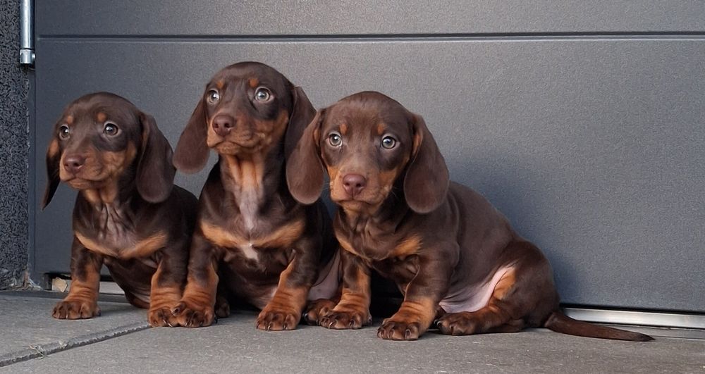 Jamnik krótkowłosy