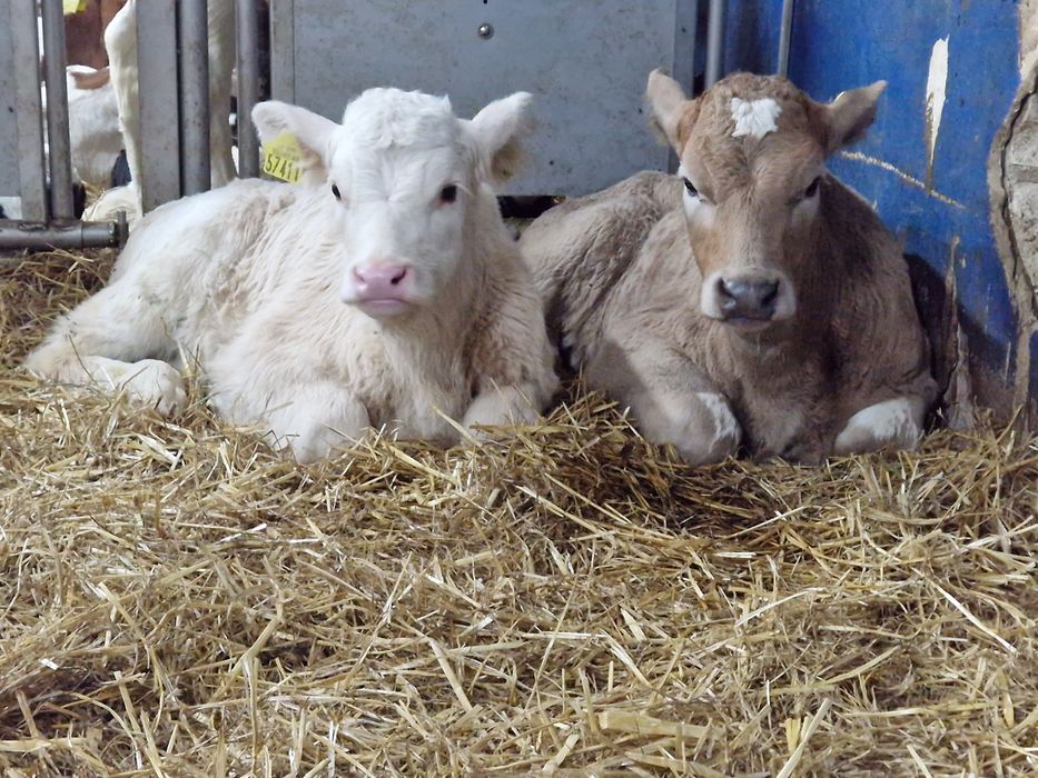 Zdrowie, siła i szybki przyrost – idealne do chowu i opasu.