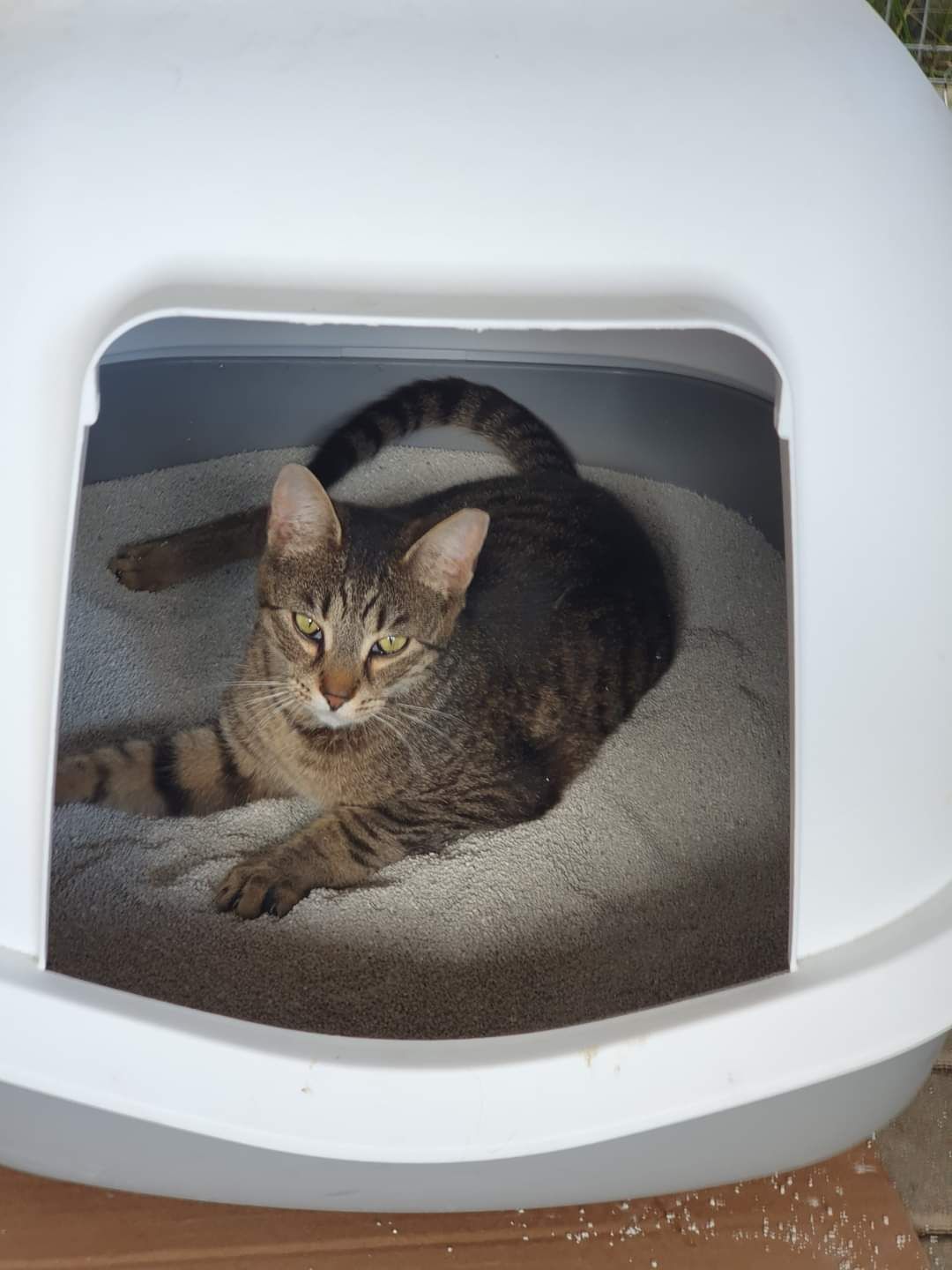 Kotki Bura i Plamka do adopcji!