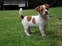 Jack Russell Terrier od #SMARTIE JACKS# niziutki piesek Jack Russell