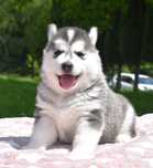 Siberian Husky, urocza i wesoła suczka, ZKwP / FCI