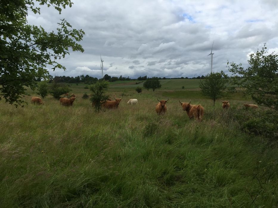 Krowy cielaki jalowki Highland