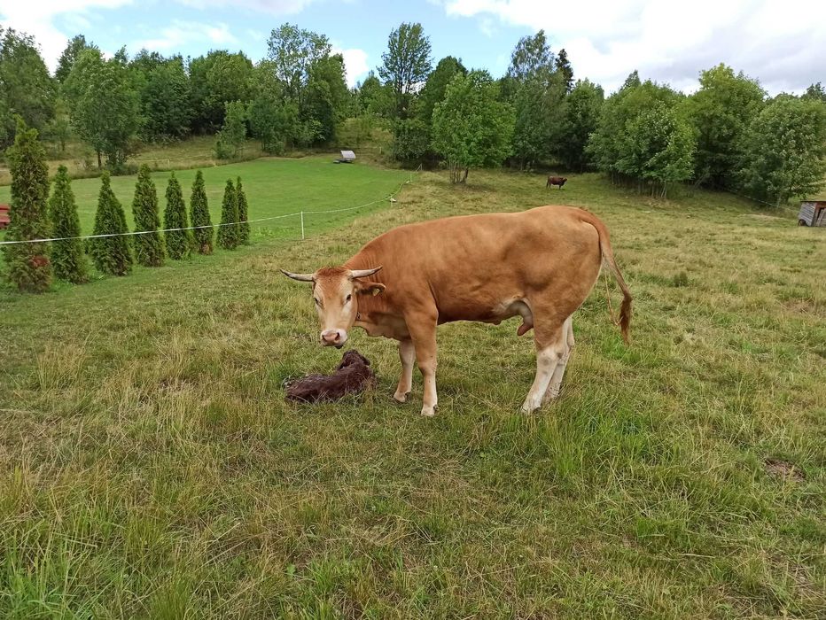 Krowa Limousine po pierwszym wycieleniu