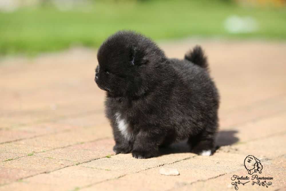 Szpic miniatyrowy pomeranian