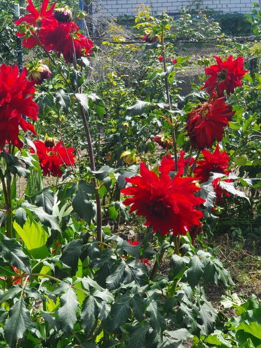 Георгіна високоросла