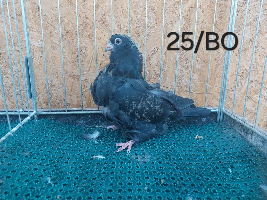 Mewka chińska, Gołąb chiński