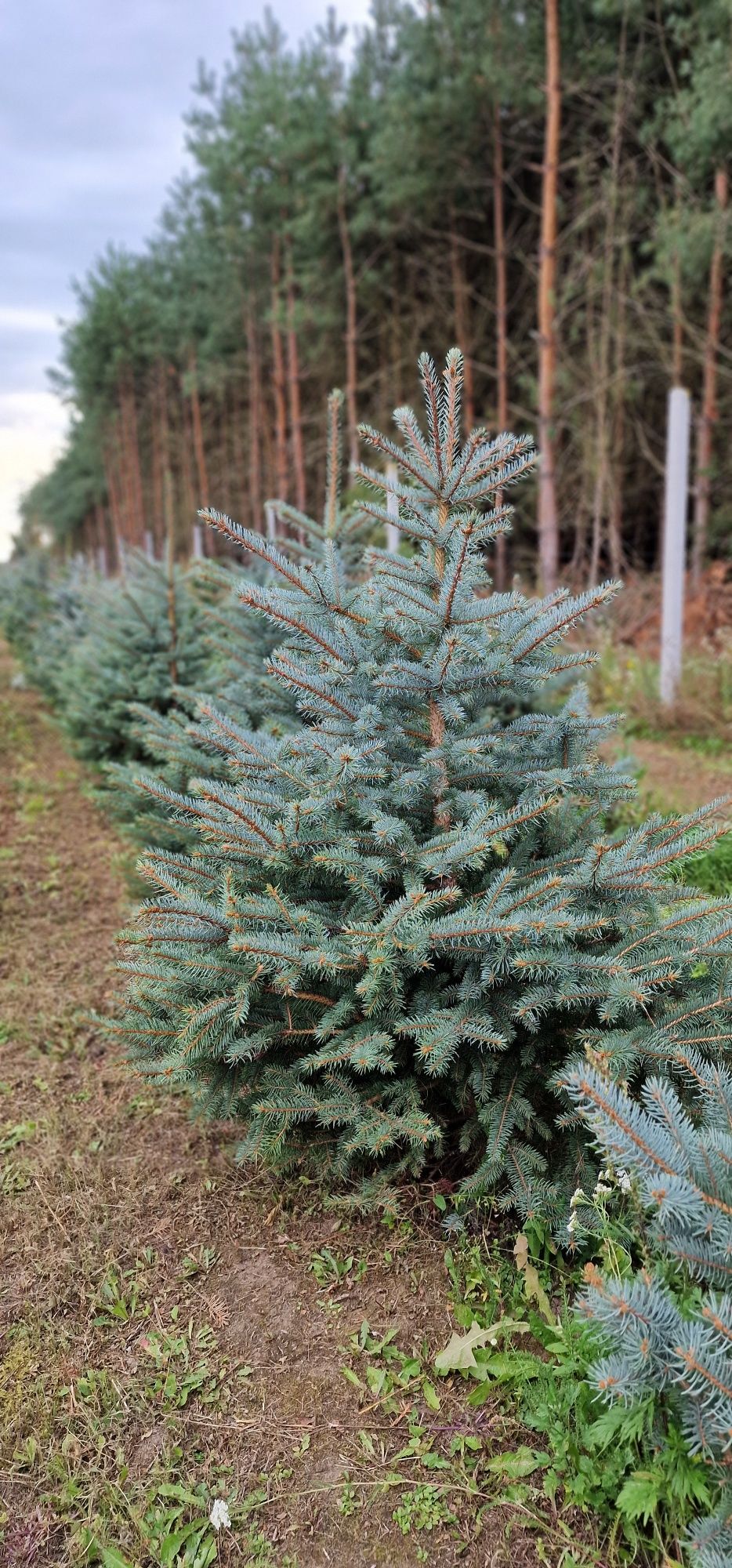 Świerk srebrny srebrzysty choinki z  korzeniem lub cięte od 1m do 2m