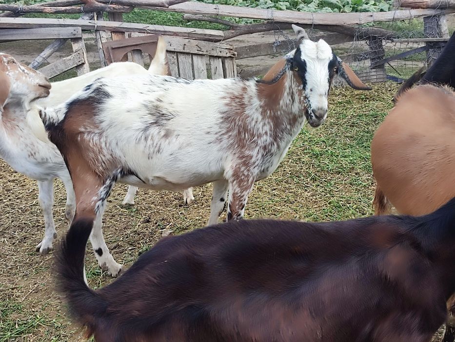 Продається стадо англонубійських кіз .