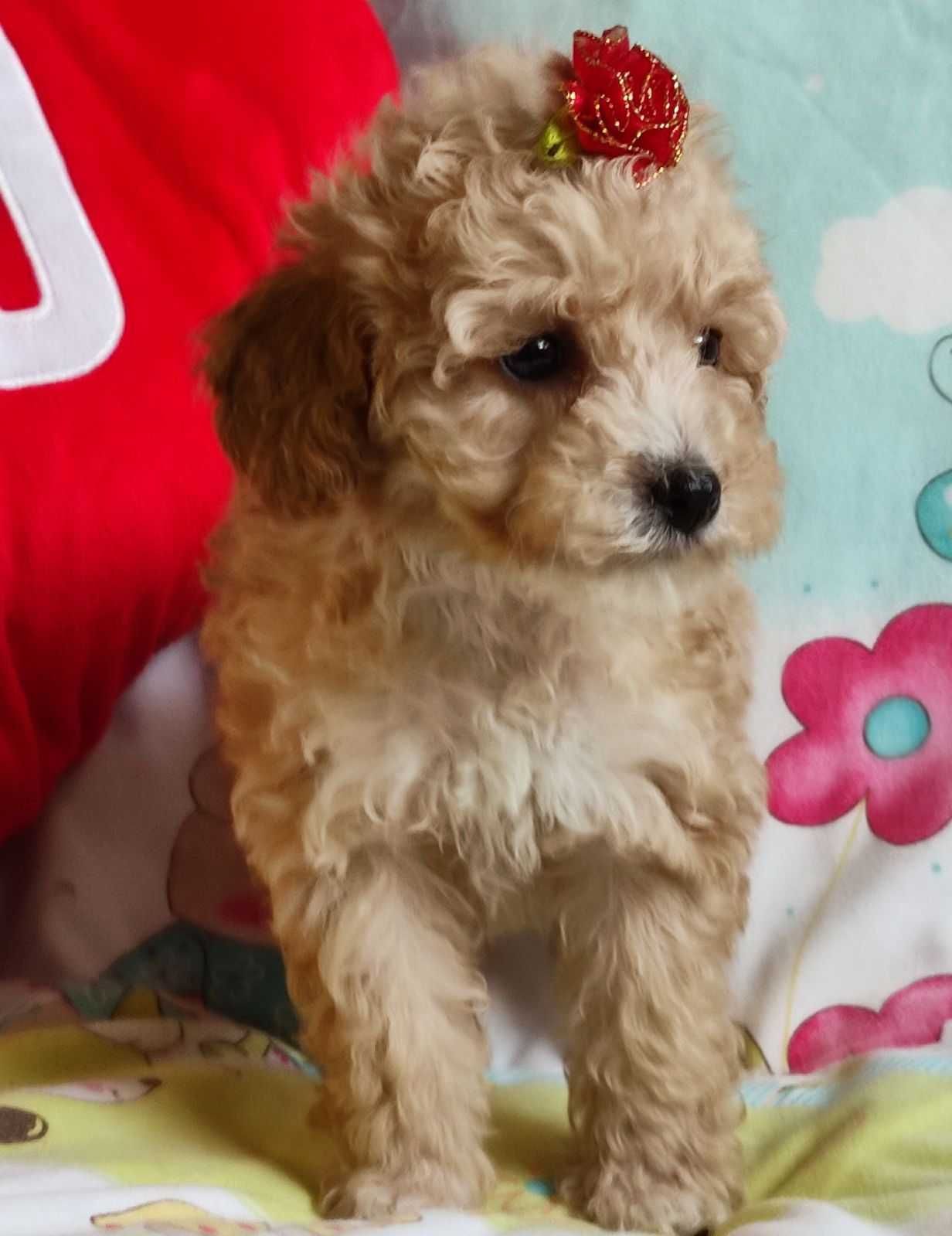 Maltańczyk maltipoo