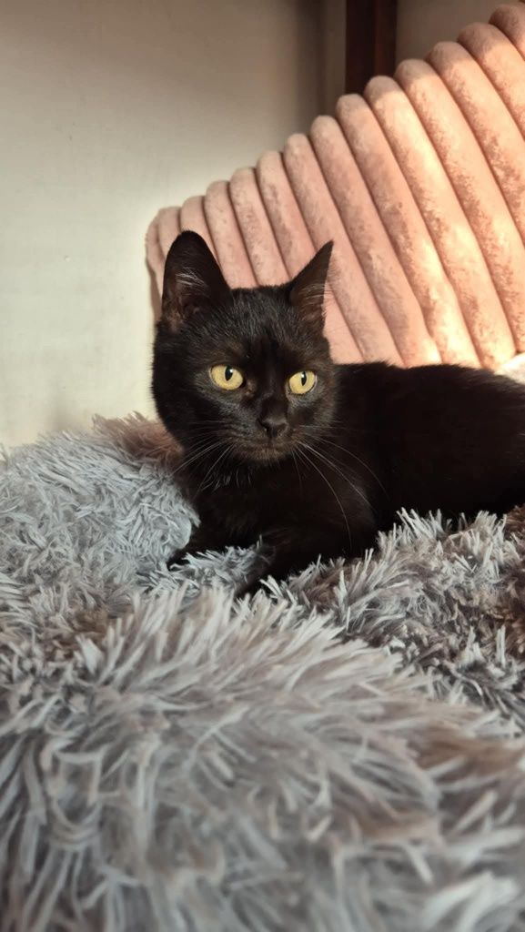 Bajka 8 letnia do adopcji