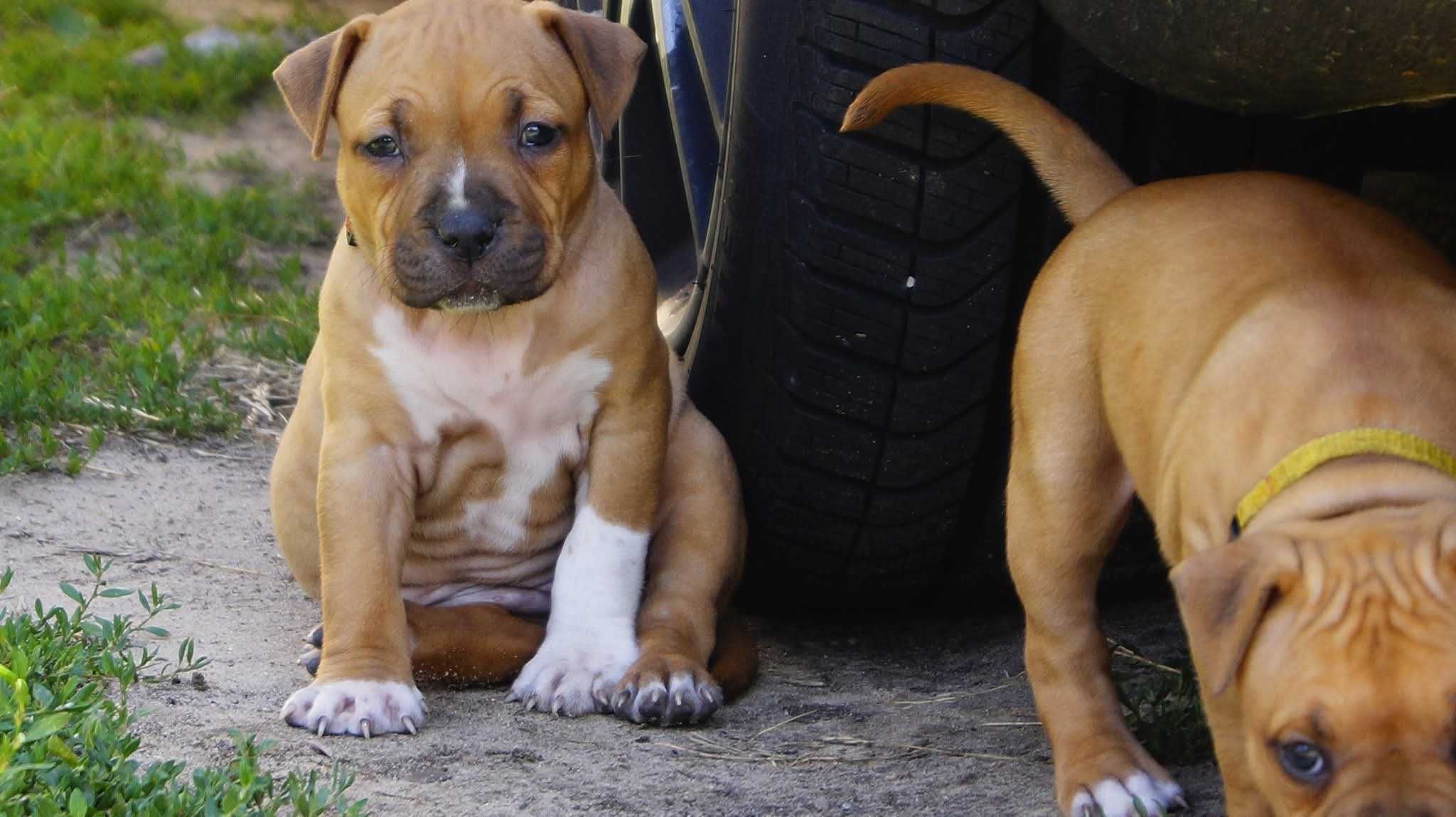 Amstaff szczeniaki. Z rodowodem FCI, Sunia Esha