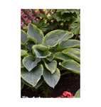 Funkia Shadowland 'Wu-La-La' Hosta