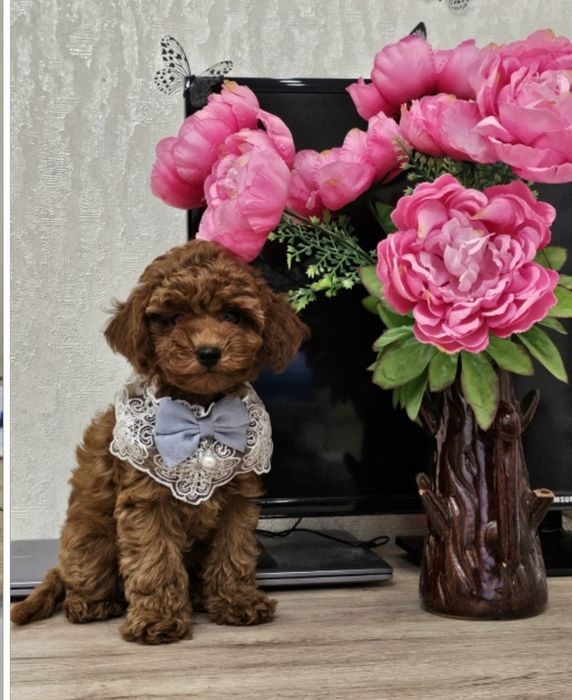 Хлопчик той пудель