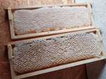 Naturalny plaster miodu wielokwiatowego wiosennego 2025r. na ramce 1/2
