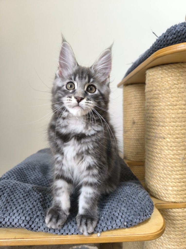 Kotka niebieska Maine Coon