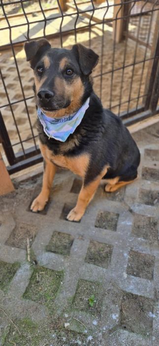 Radość na czterech łapach - do adopcji