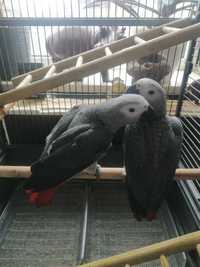 Сірий папуга , пташенята