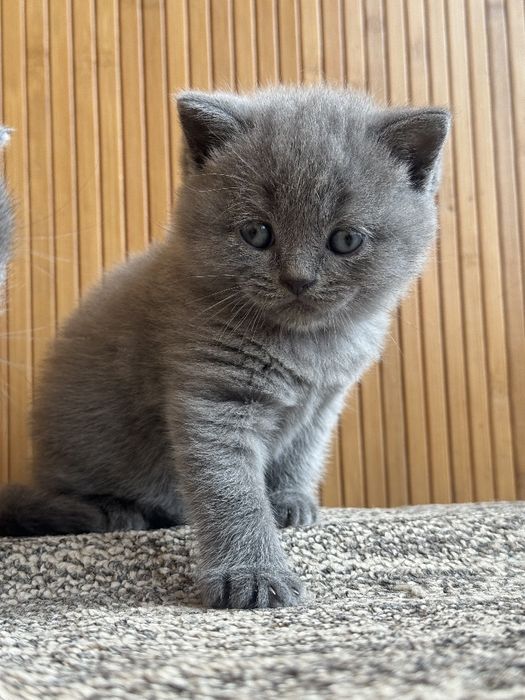 Британські прямовухі кошенята