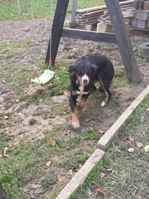 Berneński pies pasterski